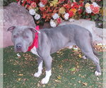 Small Mutt
