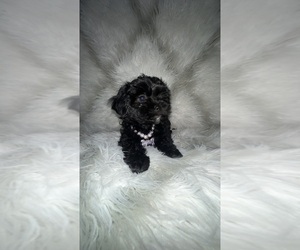 Shih-Poo Puppy for Sale in NORTH PORT, Florida USA