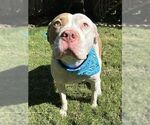 Small #4 American Pit Bull Terrier Mix