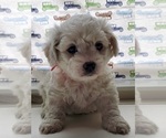 Small Photo #6 Cavachon Puppy For Sale in BLUE MOUND, TX, USA