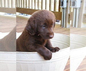 Labradoodle-Labrador Retriever Mix Puppy for sale in RUTHERFORDTON, NC, USA