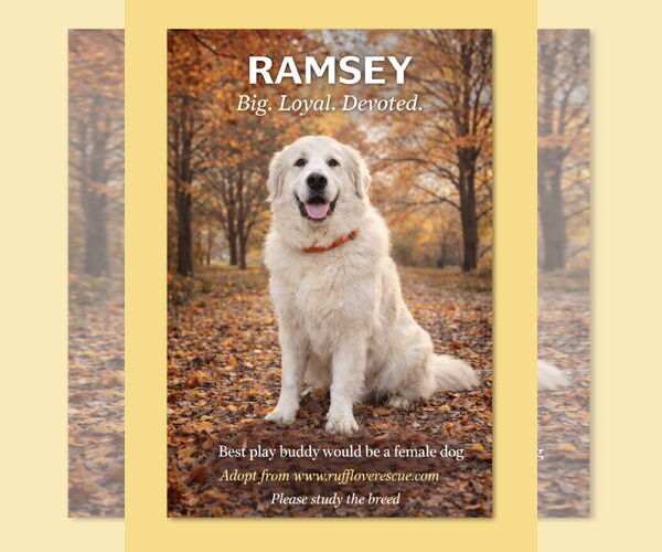 Medium Photo #6 Great Pyrenees Puppy For Sale in Thomasville, NC, USA