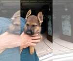 Small Photo #2 German Shepherd Dog Puppy For Sale in VENICE, FL, USA