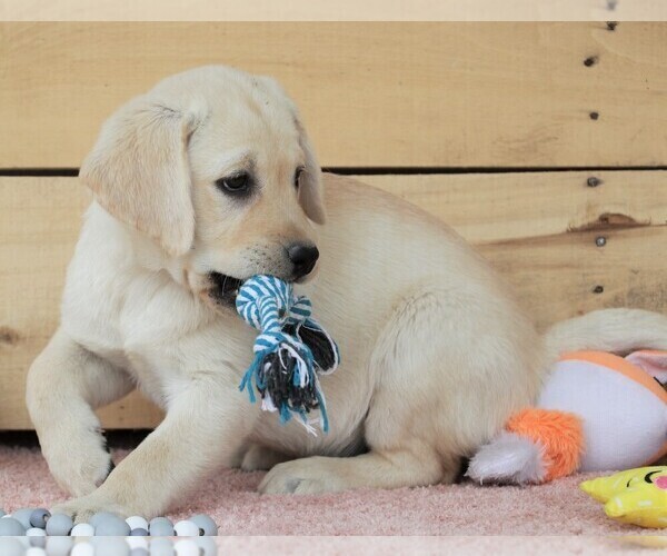 Medium Photo #3 Labrador Retriever Puppy For Sale in SYRACUSE, IN, USA
