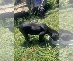 Puppy Puppy 2 Cane Corso
