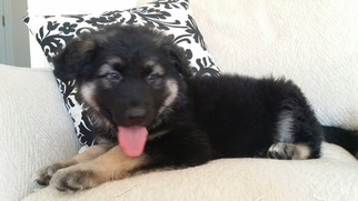 German Shepherd Dog Puppy for sale in MANORVILLE, NY, USA
