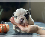 Small Photo #2 Olde English Bulldogge Puppy For Sale in OVERLAND, KS, USA