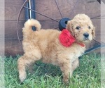 Small Photo #2 Double Doodle Puppy For Sale in WEST, TX, USA