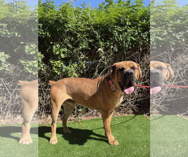 Medium Photo #3 Mastiff Puppy For Sale in Goodyear, AZ, USA