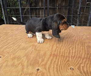 Basset Hound Puppy for sale in TOPPENISH, WA, USA