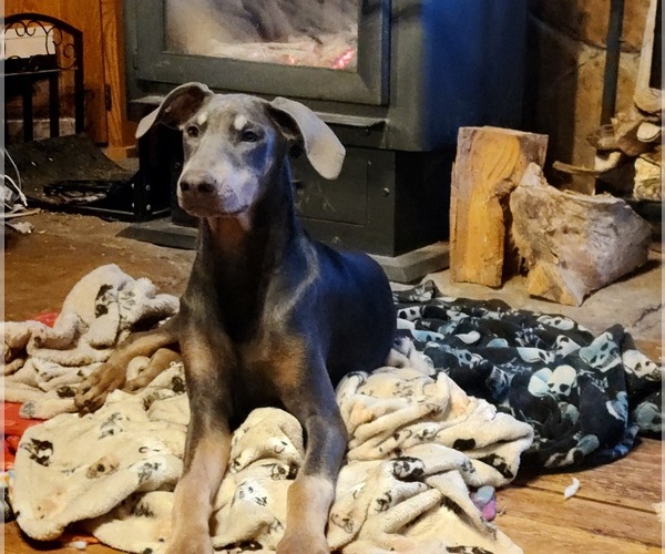 Medium Photo #1 Doberman Pinscher Puppy For Sale in ELIZABETHTOWN, IL, USA