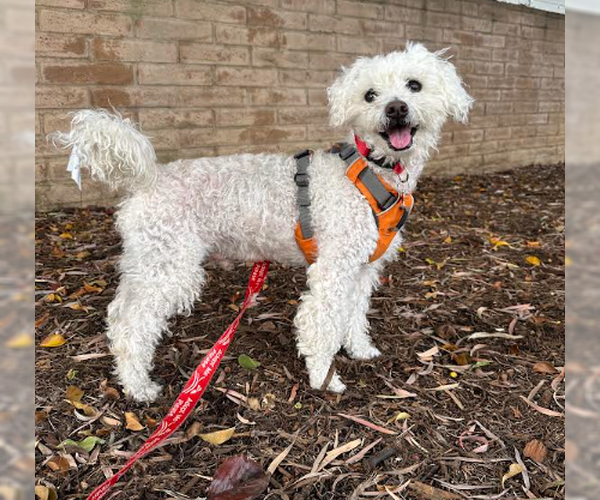 Medium Photo #3 Poodle (Miniature) Puppy For Sale in San Diego, CA, USA