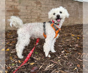 Shorty - Male Poodle (Miniature) Dog for Adoption - Photo #3