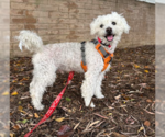 Small Photo #3 Poodle (Miniature) Puppy For Sale in San Diego, CA, USA