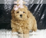 Puppy Eve F1B Maltipoo