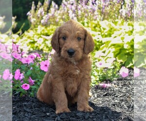 Goldendoodle Puppy for sale in NARVON, PA, USA
