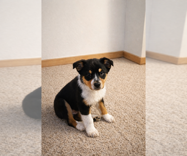 Medium Photo #8 Australian Shepherd Puppy For Sale in MABEL, MN, USA