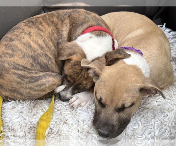 Medium Photo #25 Retriever -Unknown Mix Puppy For Sale in Holly Springs, NC, USA
