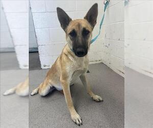 German Shepherd Dog Dogs for adoption in San Bernardino, CA, USA