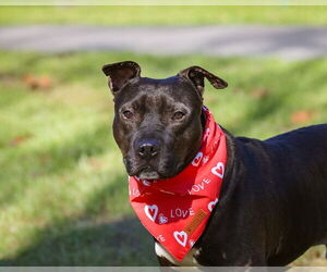 Thunder - Male Mutt Dog for Adoption - Photo #5