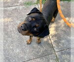 Small #1 Rottweiler
