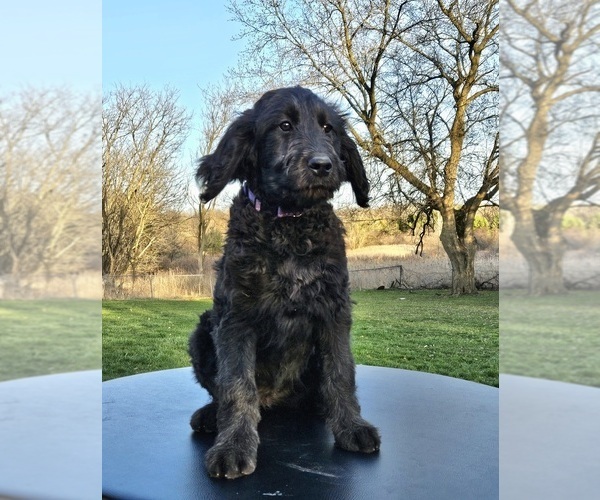 Medium Photo #9 Double Doodle Puppy For Sale in JEDDO, MI, USA