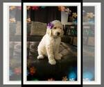 Small Photo #23 Sheepadoodle Puppy For Sale in RIALTO, CA, USA