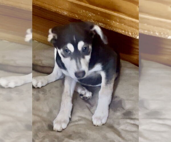 Medium Photo #5 Labrador Retriever-Unknown Mix Puppy For Sale in San Diego, CA, USA