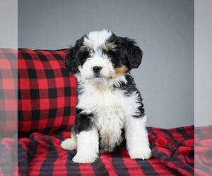 Miniature Bernedoodle Puppy for sale in DALTON, OH, USA