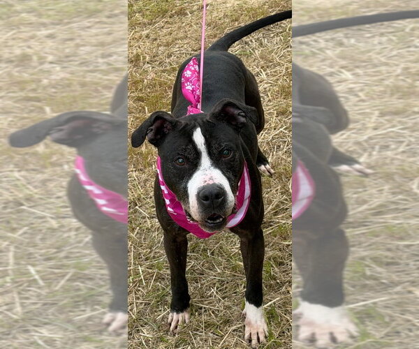 Medium Photo #6 Mutt Puppy For Sale in Tarboro, NC, USA