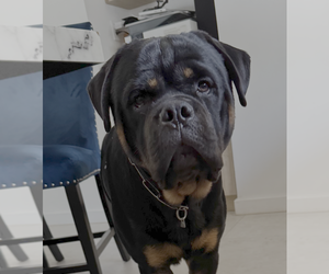 Father of the Rottweiler puppies born on 08/08/2026