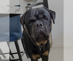 Small Photo #1 Rottweiler Puppy For Sale in WEST NYACK, NY, USA