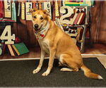 Small #1 German Shepherd Dog Mix