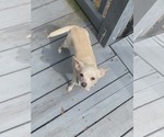 Small #3 Chihuahua