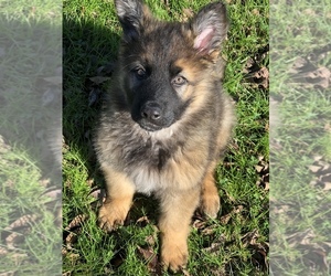 German Shepherd Dog Puppy for sale in SPRING HILL, TN, USA