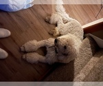 Small Photo #26 Saint Berdoodle Puppy For Sale in SHELTON, WA, USA