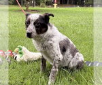 Small #1 Mutt