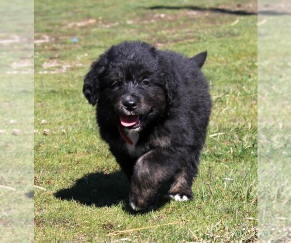 Medium Photo #1 Golden Mountain Dog Puppy For Sale in CLAYTON, WA, USA