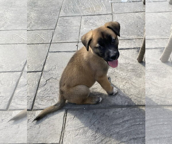 Medium Photo #4 Siberian Husky-Unknown Mix Puppy For Sale in Germantown, OH, USA