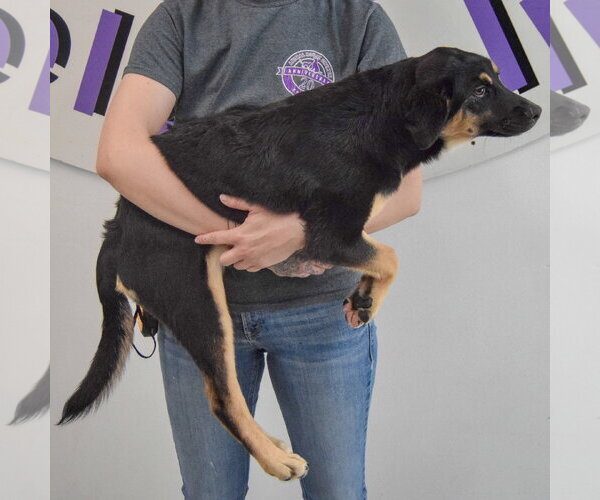Medium Photo #2 Shepweiller Puppy For Sale in Huntley, IL, USA