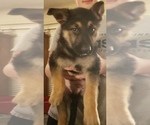 Small Photo #1 German Shepherd Dog Puppy For Sale in FORT WORTH, TX, USA