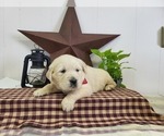 Small #2 English Cream Golden Retriever