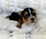 Small #1 Yorkshire Terrier