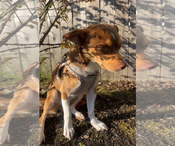 Medium Photo #3 Chihuahua-Unknown Mix Puppy For Sale in Bellevue, WA, USA