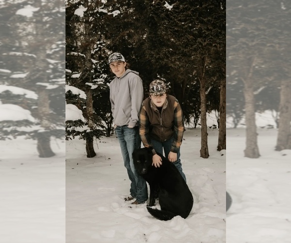 Medium Photo #1 German Shepherd Dog Puppy For Sale in PULASKI, PA, USA