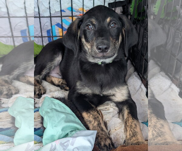 Medium Photo #4 Labrador Retriever-Unknown Mix Puppy For Sale in Holly Springs, NC, USA