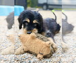 Small #4 Cavalier King Charles Spaniel Mix