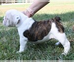 Small Photo #12 English Bulldog Puppy For Sale in HEFLIN, LA, USA