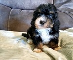Small #4 Bernedoodle (Miniature)