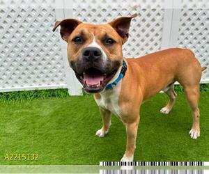 American Pit Bull Terrier Dogs for adoption in West Palm Beach, FL, USA